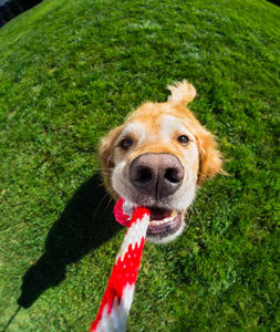 tug_of_war_dog_health