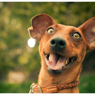 smiling dog