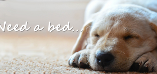 need-a-bed-image